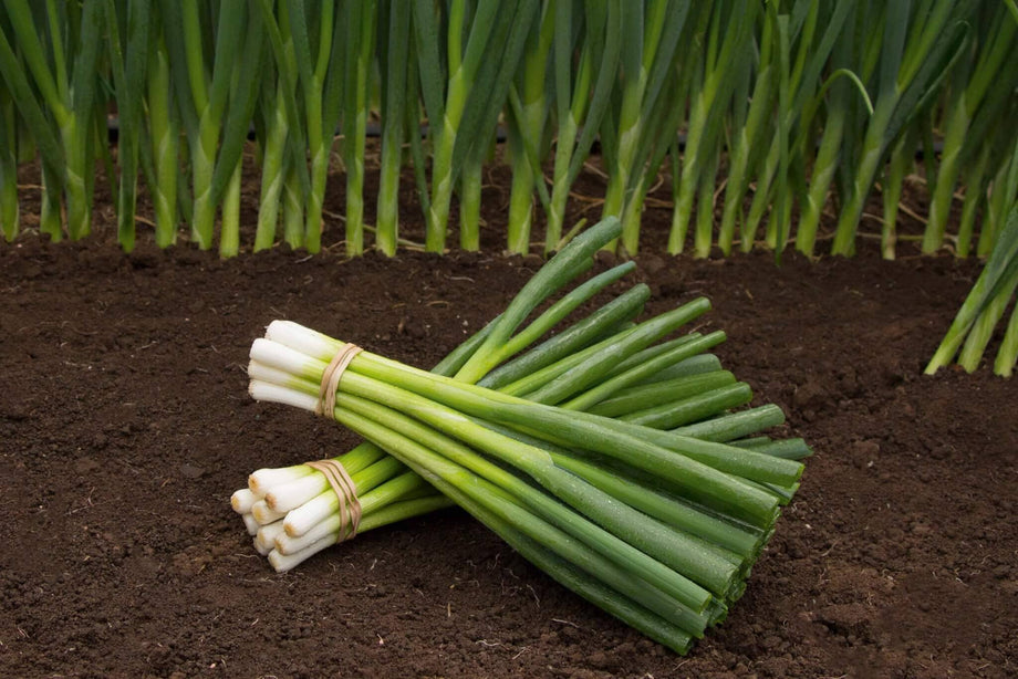 planting bunching onion seeds Parade Bunching Onion
