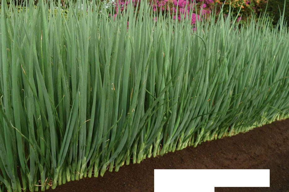 planting bunching onions in pots Parade Bunching Onion
