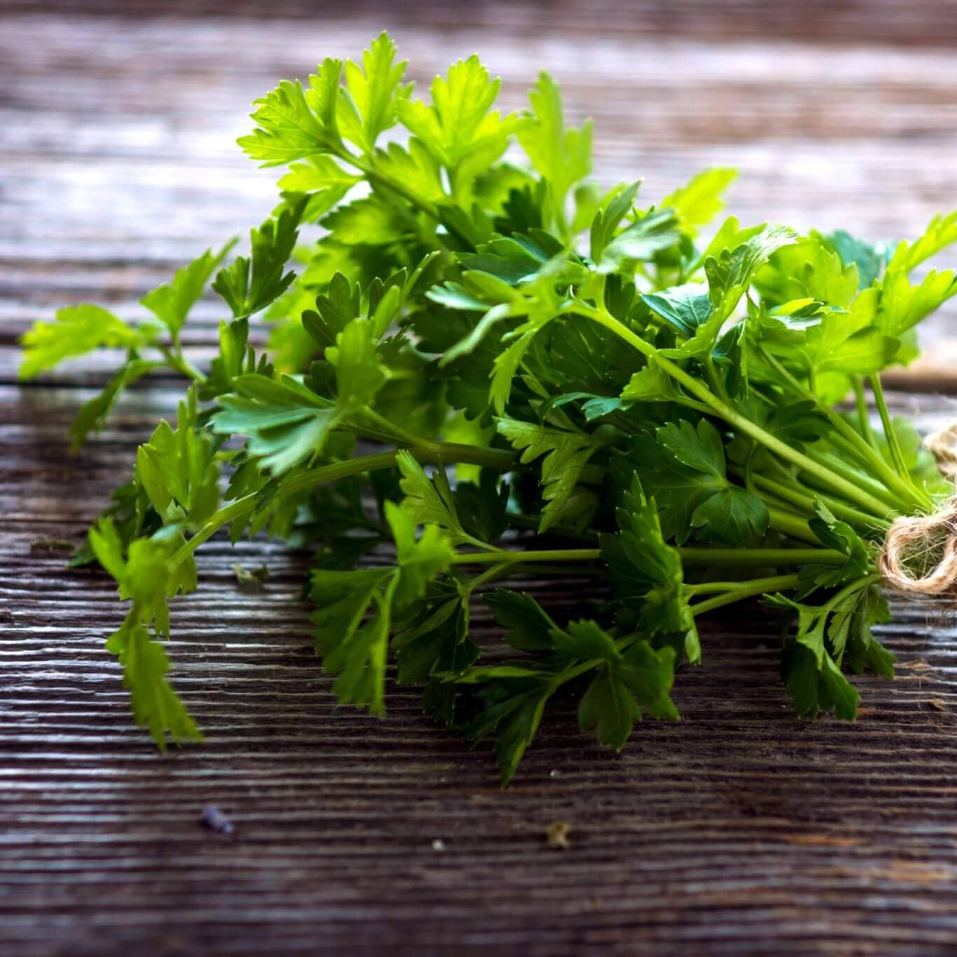 parsley seed planting depth Italian Parsley – HOSS