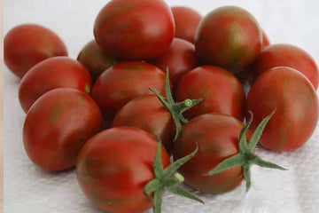 Green Zebra Tomato – HOSS