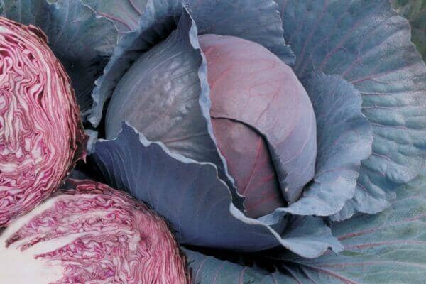 Red Dynasty Cabbage