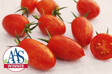 Cream of the Crop - Sunset Torch Hybrid Tomato F1 – HOSS