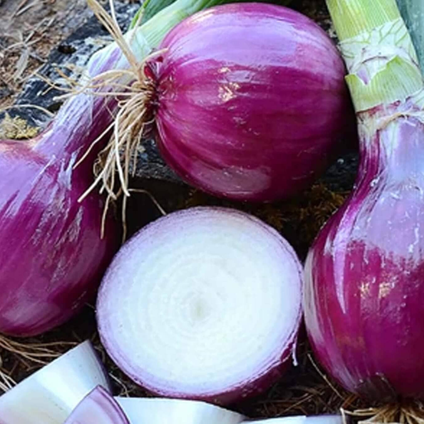 Fresh red onions