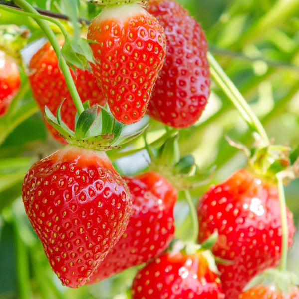 Chandler Strawberry Plugs