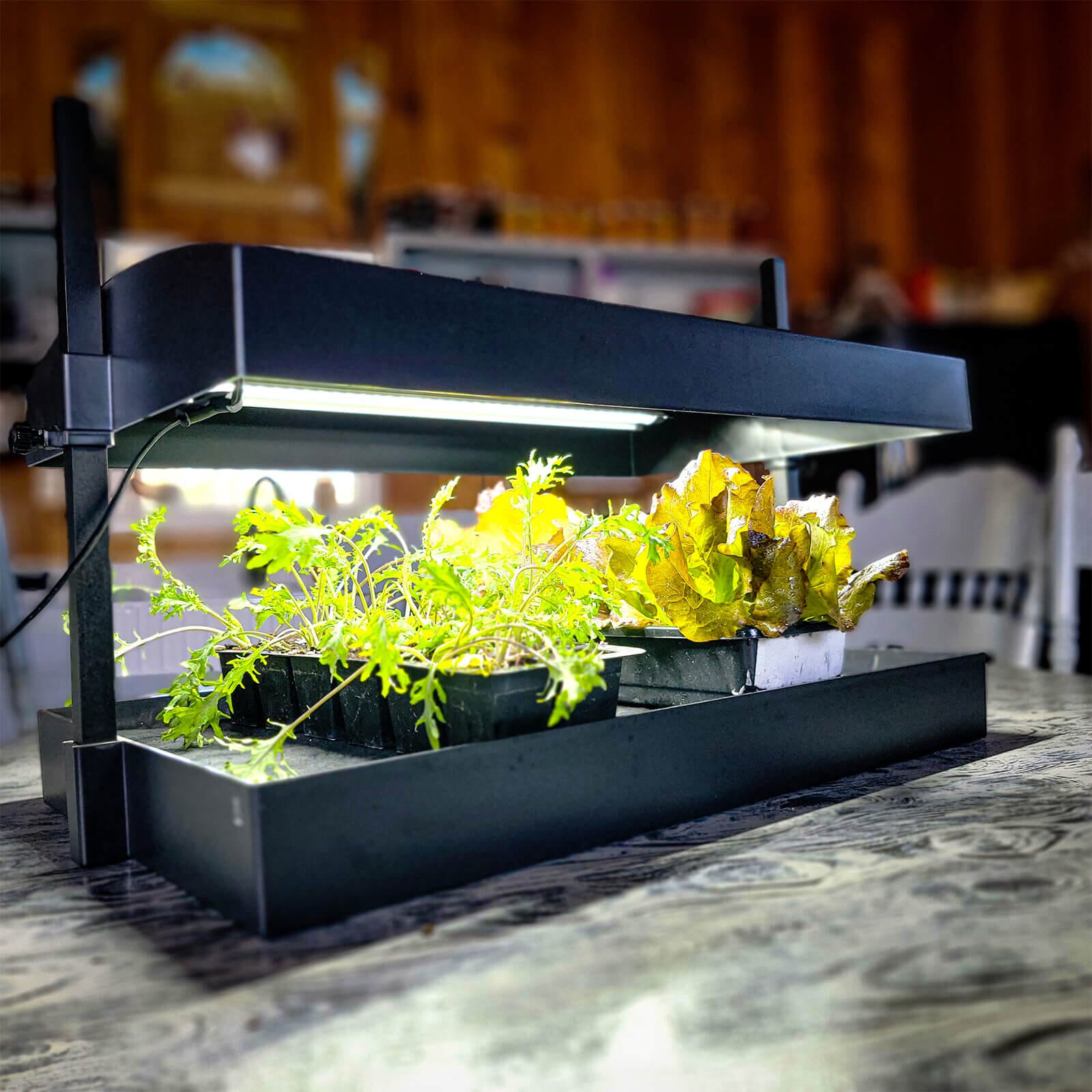 flower seed starter Indoor Seed Starting Light Kit