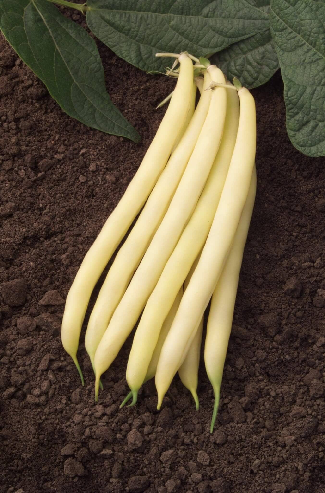 Golden Ribbon Beans Gold Mine Bean – HOSS