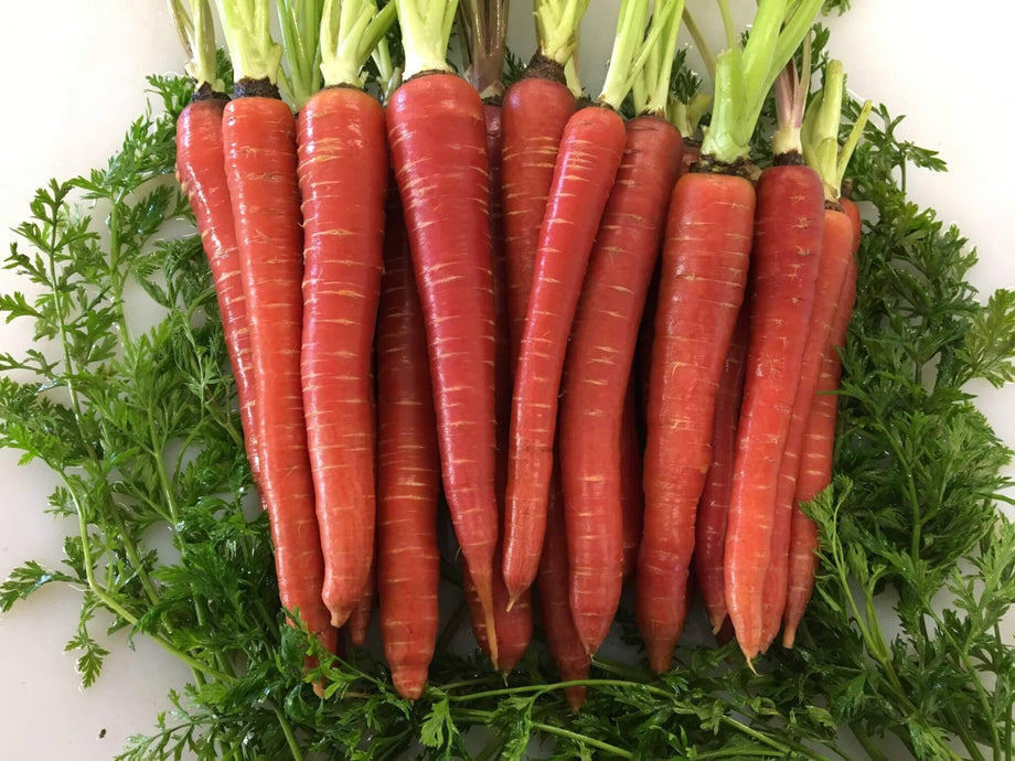 carrot Malbec Hybrid Carrot F1 – HOSS