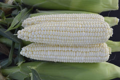 Devotion Hybrid Sweet Corn F1