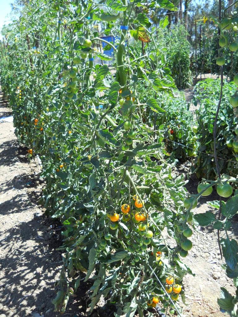 SunSugar Tomato