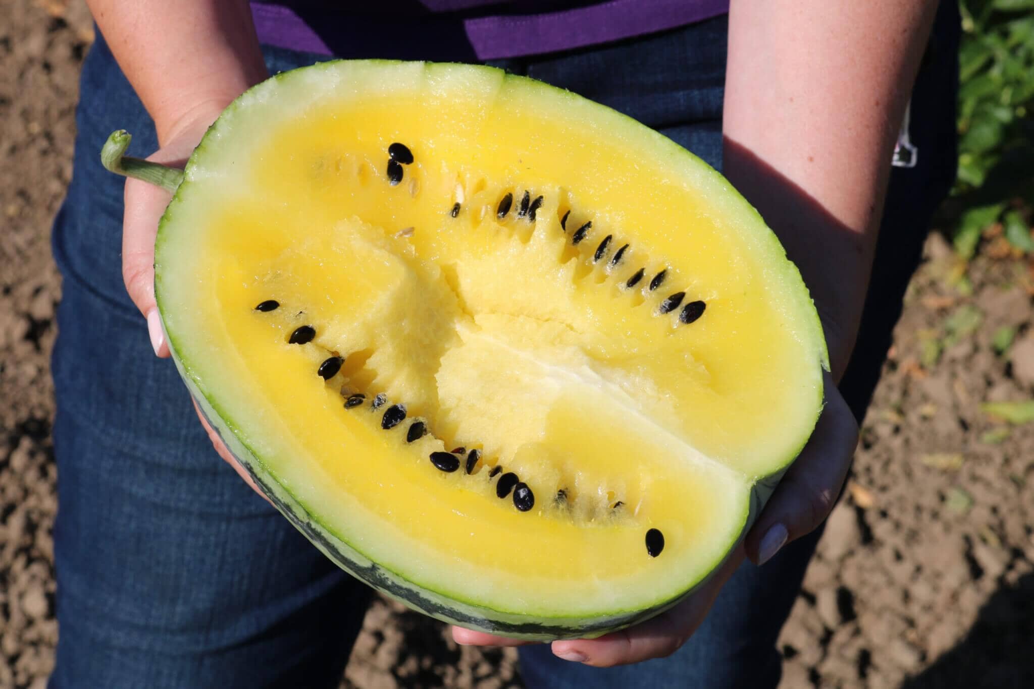 Yellow Watermelon Images
