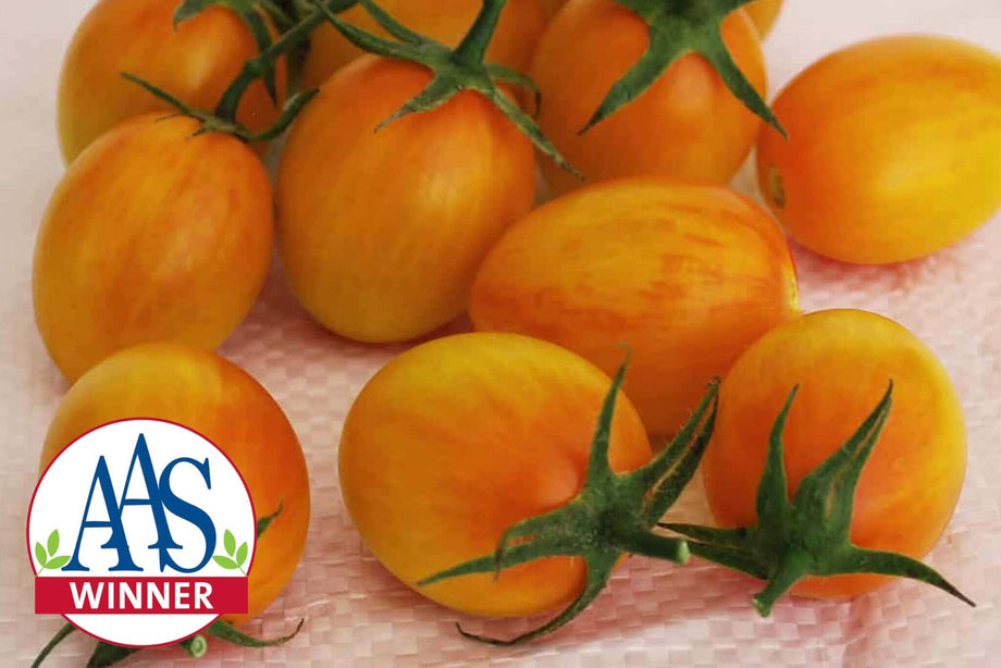 Cream of the Crop - Sunset Torch Hybrid Tomato F1 – HOSS