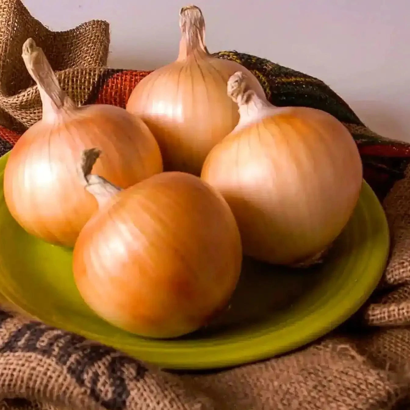 500 Texas Early Grano Onion Seeds - Everwilde Farms Mylar Seed Packet 500 Texas Early Grano Onion Seeds - Everwilde Farms Mylar Seed Packet