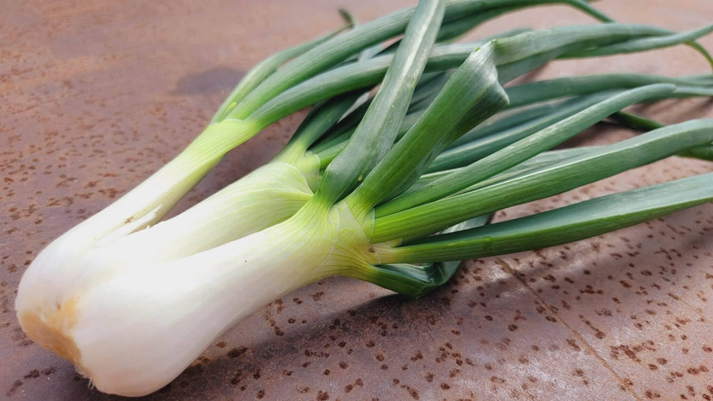 Thom Multiplying Onion