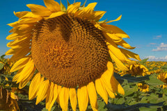 Titan Sunflower