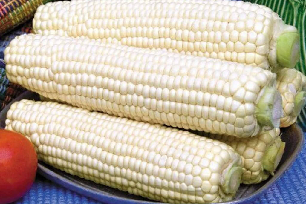 Trucker's Favorite White Corn