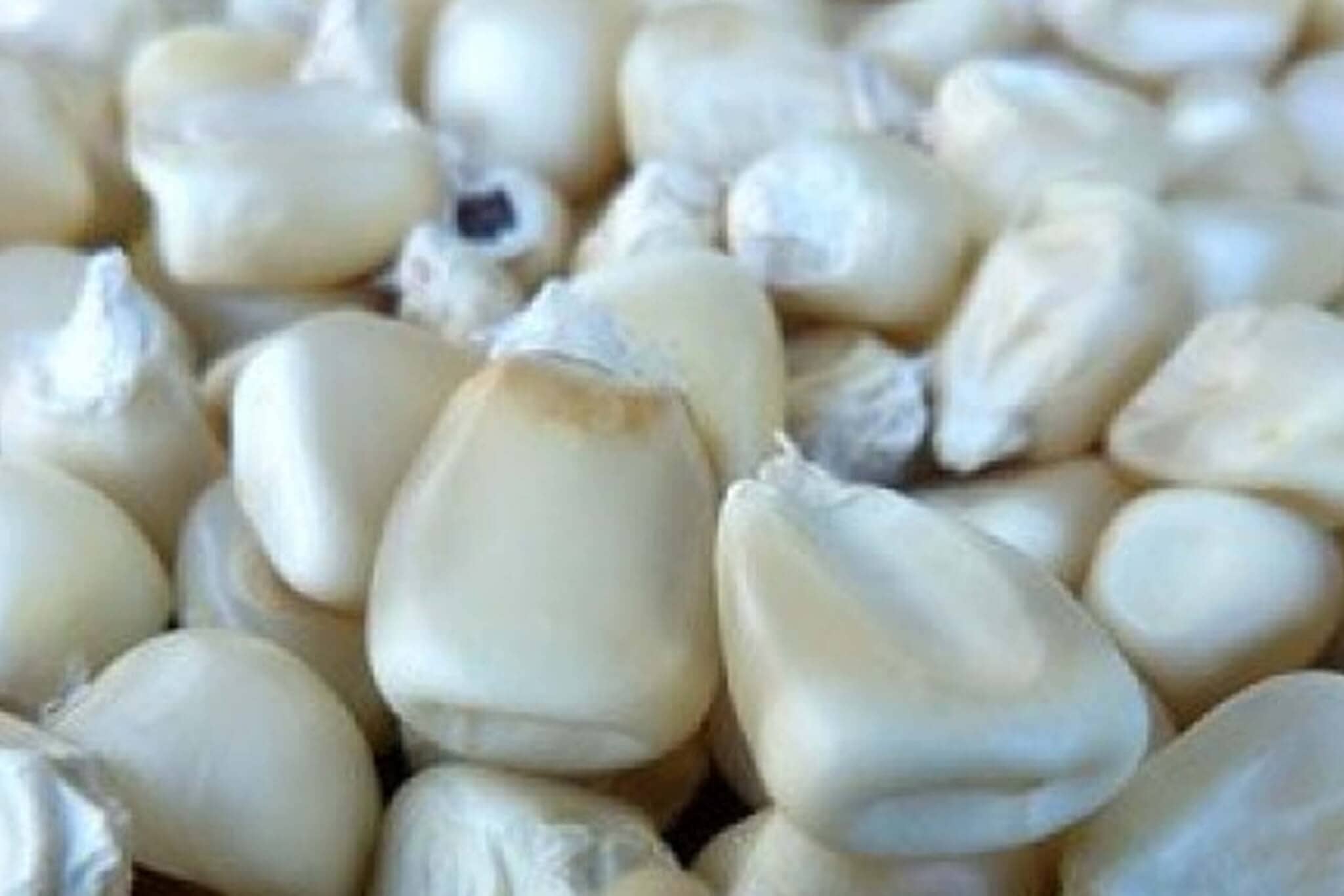 white corn seeds for planting Trucker's Favorite White Corn 5 Pounds