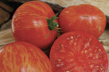 SummerPick Hybrid Tomato F1 – HOSS