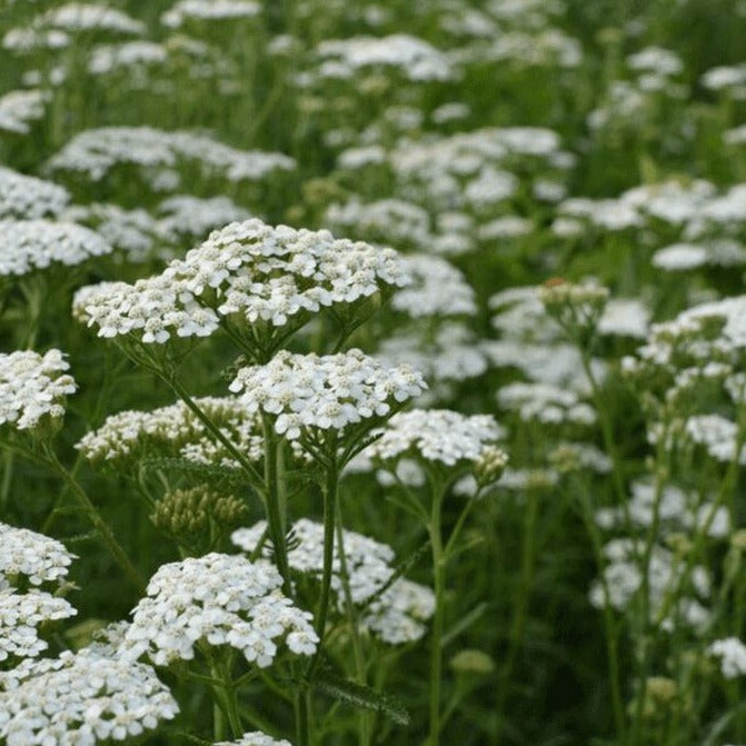Yarrow Fill Yarrow Growing Guide – HOSS