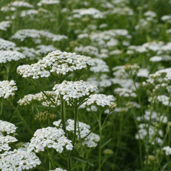 yarrow from seed to flower White Yarrow – HOSS