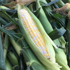 Ambrosia Hybrid Sweet Corn F1