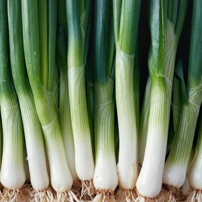 thumbnail interactive-video image 1 of 775+ American Flag Leek Seeds – Heirloom, Non-GMO, Vegetable Gardening, Zones 3-10 1 of 2