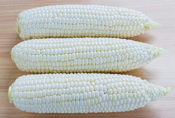 Bodacious Hybrid Sweet Corn F1 – Sugary Enhanced | Grow Hoss