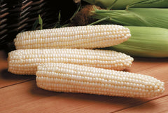 Avalon Hybrid Sweet Corn F1