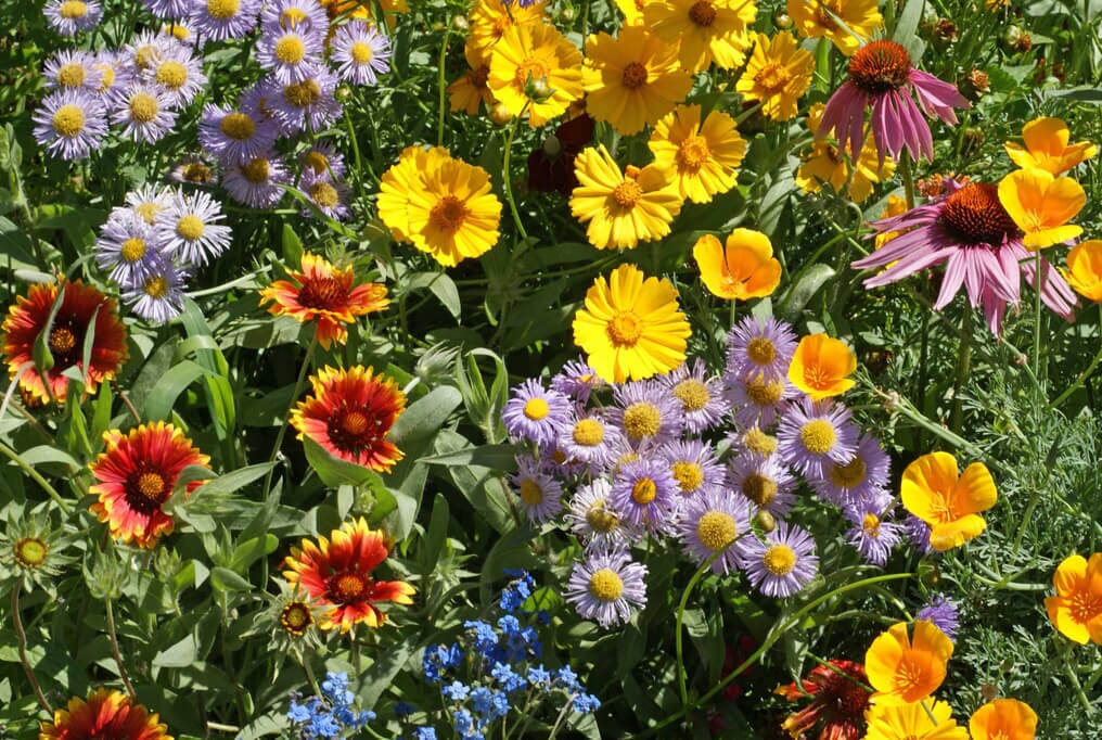 Bee Feed Wildflower Mix