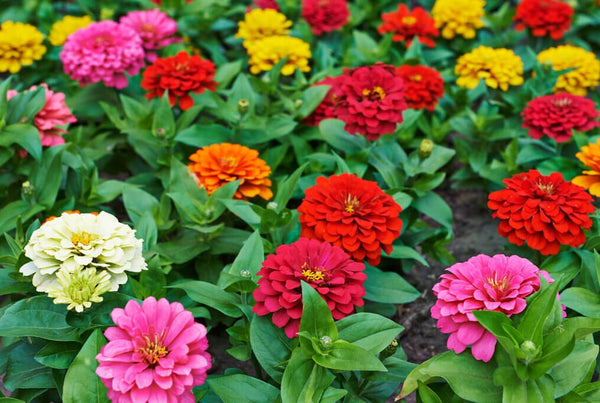 Whether you're a beginner gardener with a few pots on your balcony or a seasoned grower with rows of raised beds, zinnias are one of the smartest additions you can make