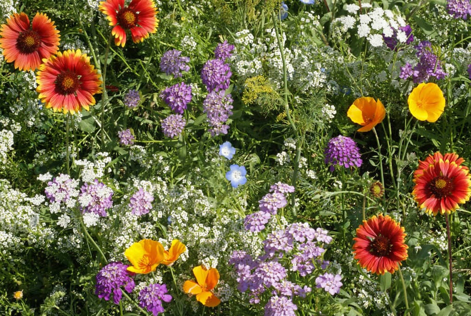 wildflower seeds for southeast Southeast Wildflower Mix – HOSS
