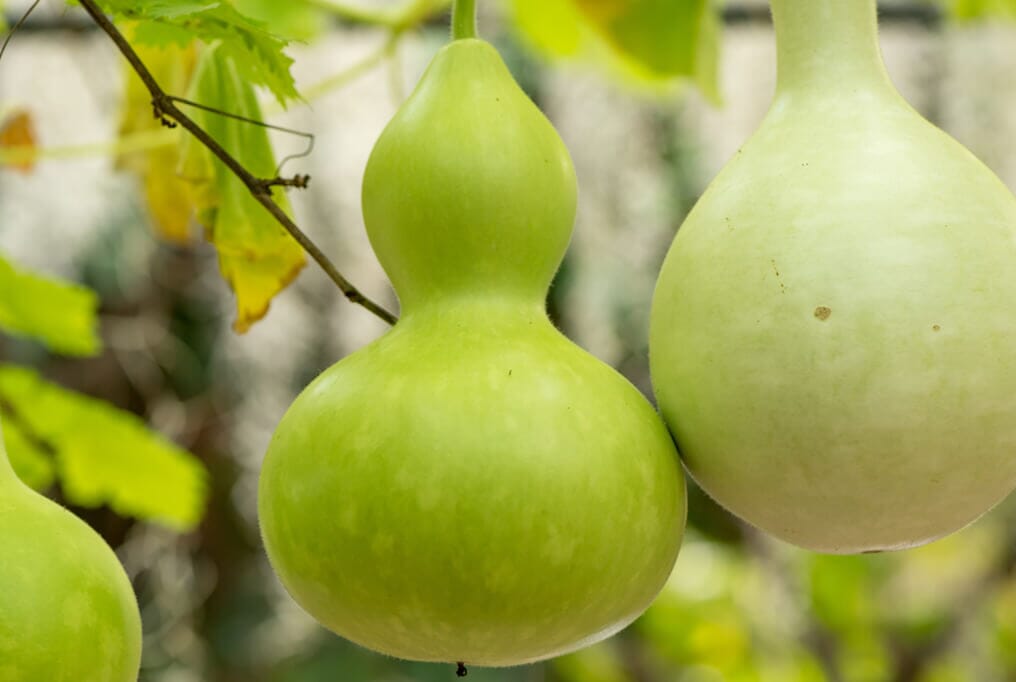 bottle gourd seed planting Birdhouse Bottle Gourd 1 Pound