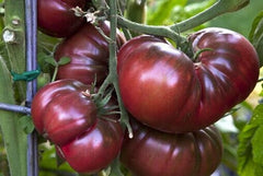 Black Krim Tomato