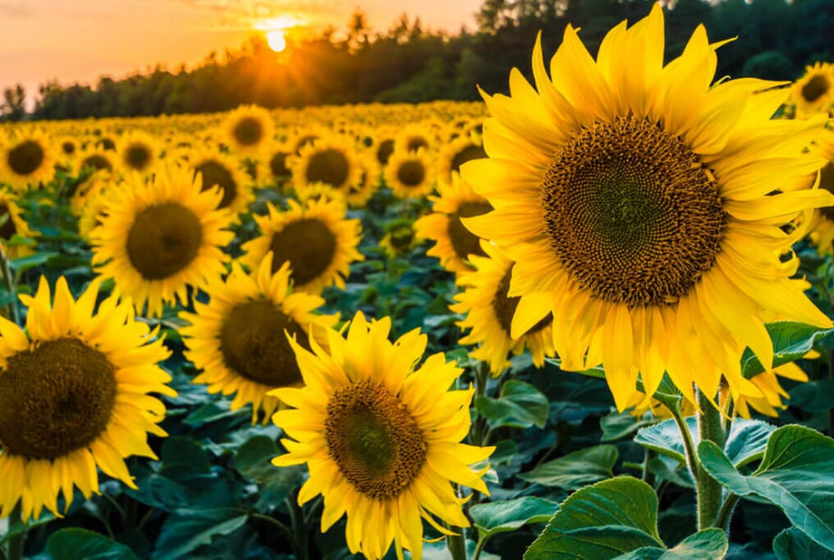 plant black oil sunflower seeds Black Oil Sunflower