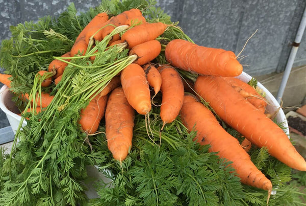 Carrot deals 9x12x1