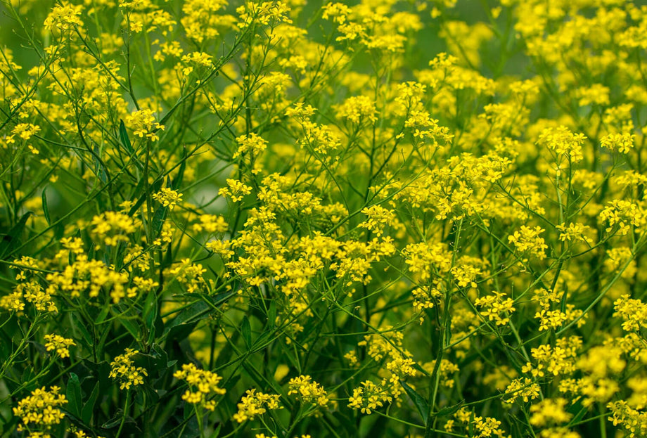 Broadleaf Mustard 20 Pounds