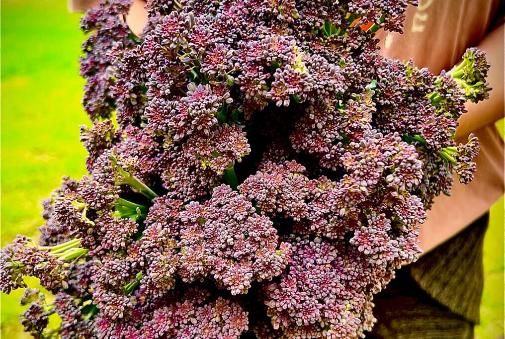 us flue cured tobacco roxboro nc Auction Houses, Attempted Co-Ops, and Allotments: The Impact of Flue-Cured on Horry County Tobacco Farmer Newsletter