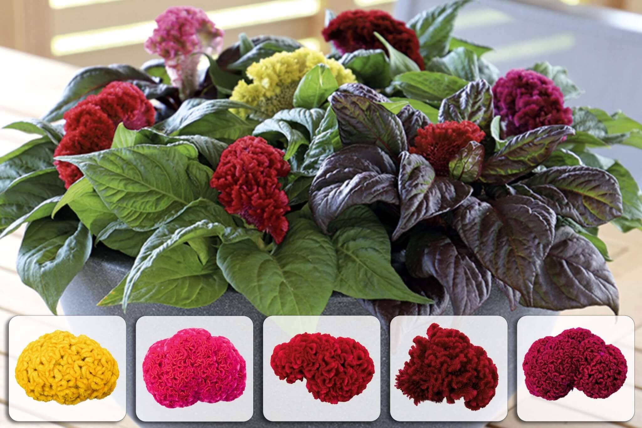 Celosia Argentea "Cristata Twisted Mix" - Vendita Piante Online - Foto 7