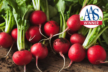 Roxanne Hybrid Radish F1 – HOSS