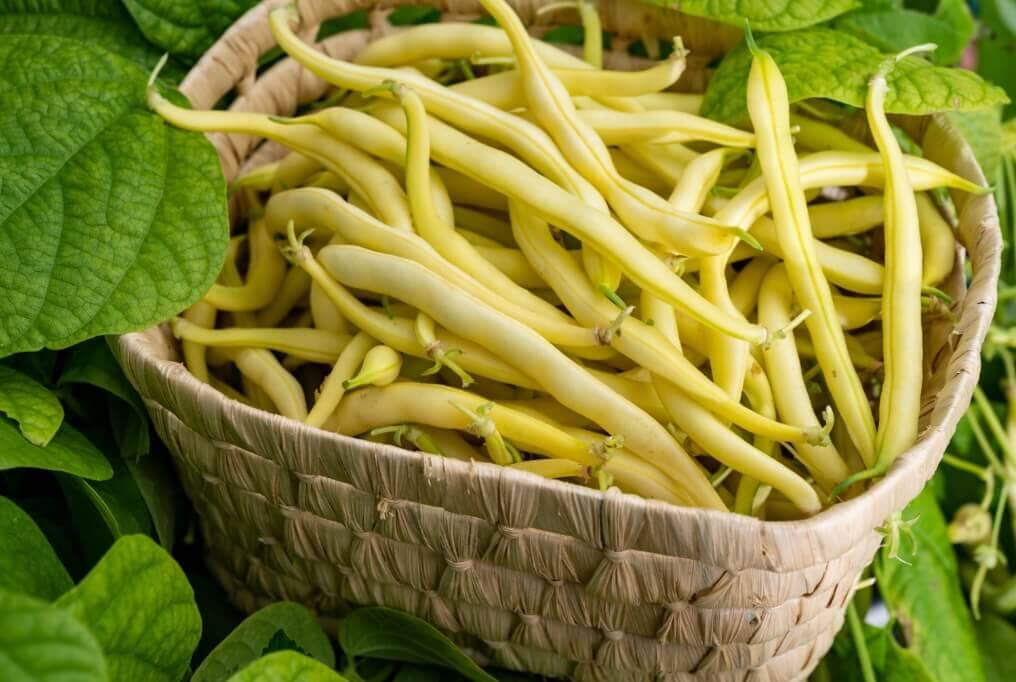 Cherokee Wax Bean