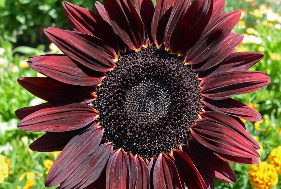 cherry rose sunflower seeds Chocolate Cherry Sunflower