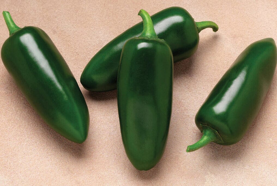 スキー jalapenyo Colossus Hybrid Jalapeño Pepper F1 – HOSS