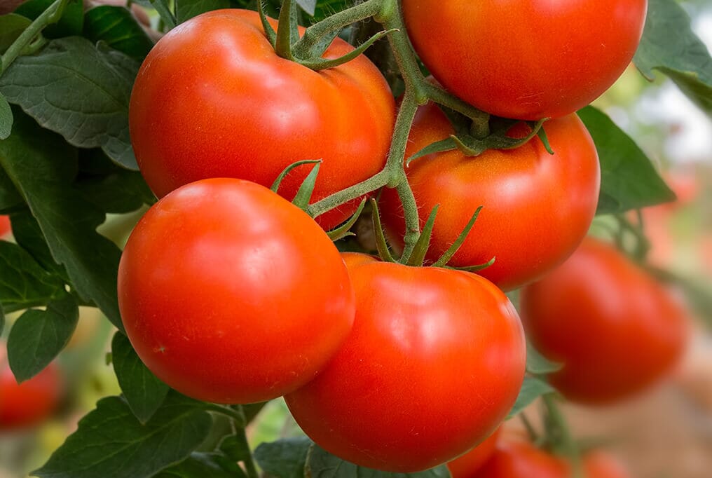 Container's Choice Red Hybrid Tomato F1 – HOSS