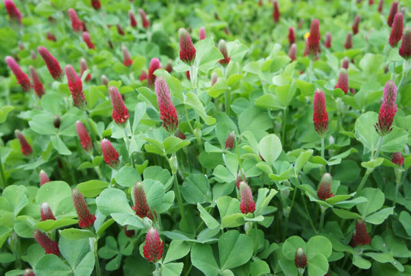 Crimson Clover – HOSS