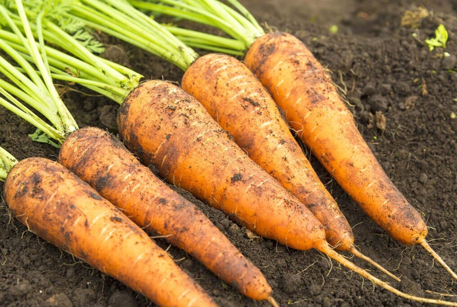 Danvers 126 Carrot Microgreens – HOSS