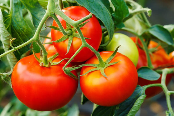 Best Vegetable Seeds for Florida: Thriving Crops in the Sunshine State's Unique Climate 3 Image
