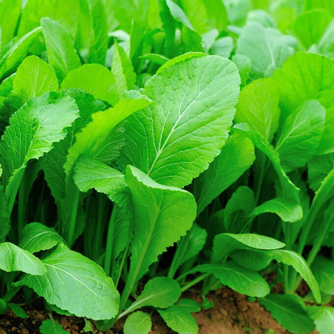 mustard seed plant leaves Florida Broadleaf Mustard 1,000 Seeds