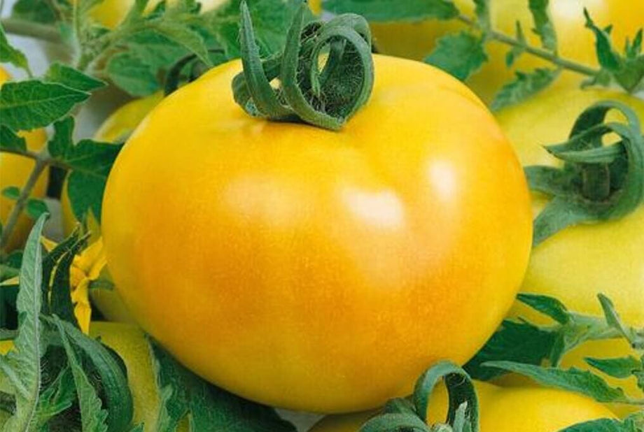 フライド・グリーン・トマト Fried Green Hybrid Tomato F1 – HOSS