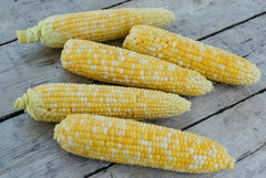 G90 Hybrid Sweet Corn F1