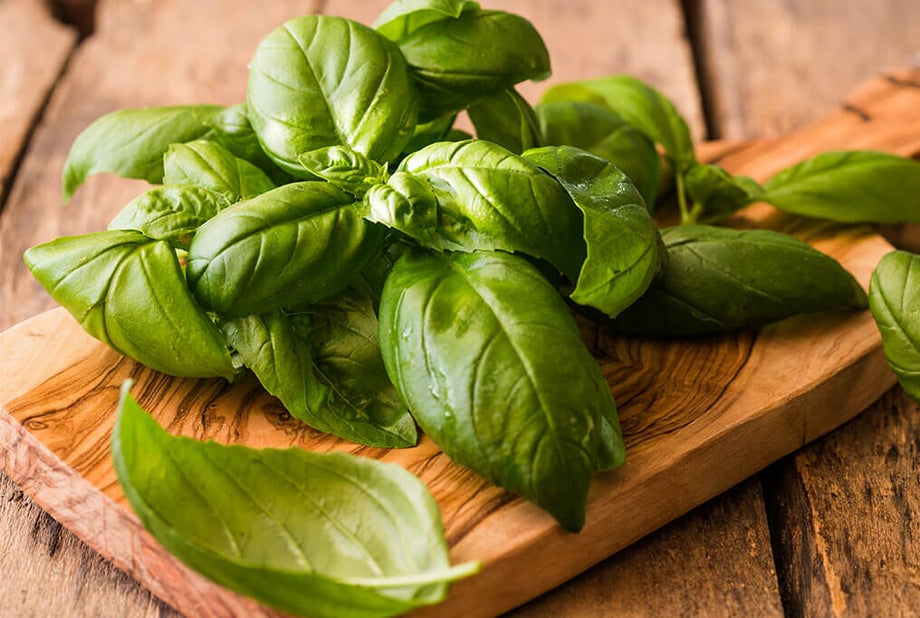 Genovese Basil – HOSS