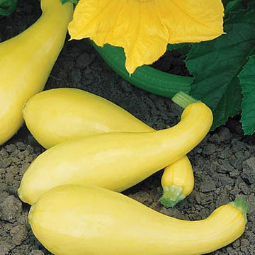 Summer Squash – HOSS